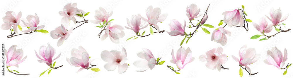 Obraz premium Delicate magnolia flowers isolated on white, set