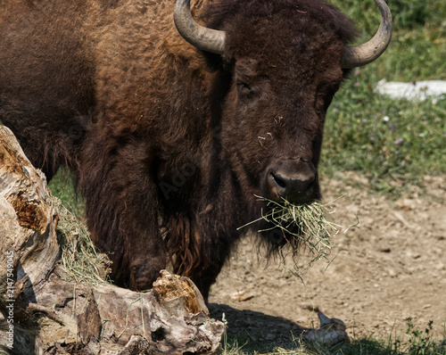 Obraz na płótnie A bull bison chewing hay.
