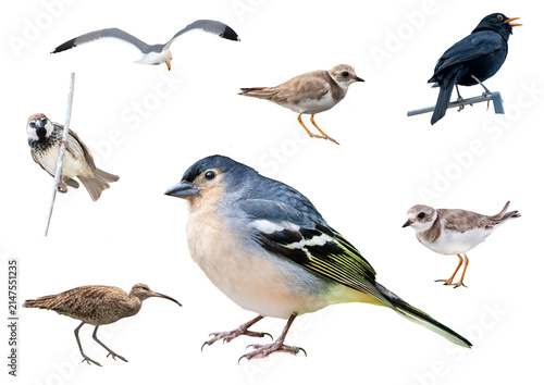Tenerife Bird Collection Isolated on Transparent Background – Common Birds of the Canary Islands