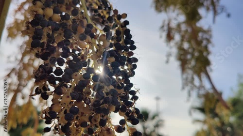 Close-up shot of small dark palm fruit clusters hanging naturally from tree branches with lens flare against a bright clear sky on a sunny day.