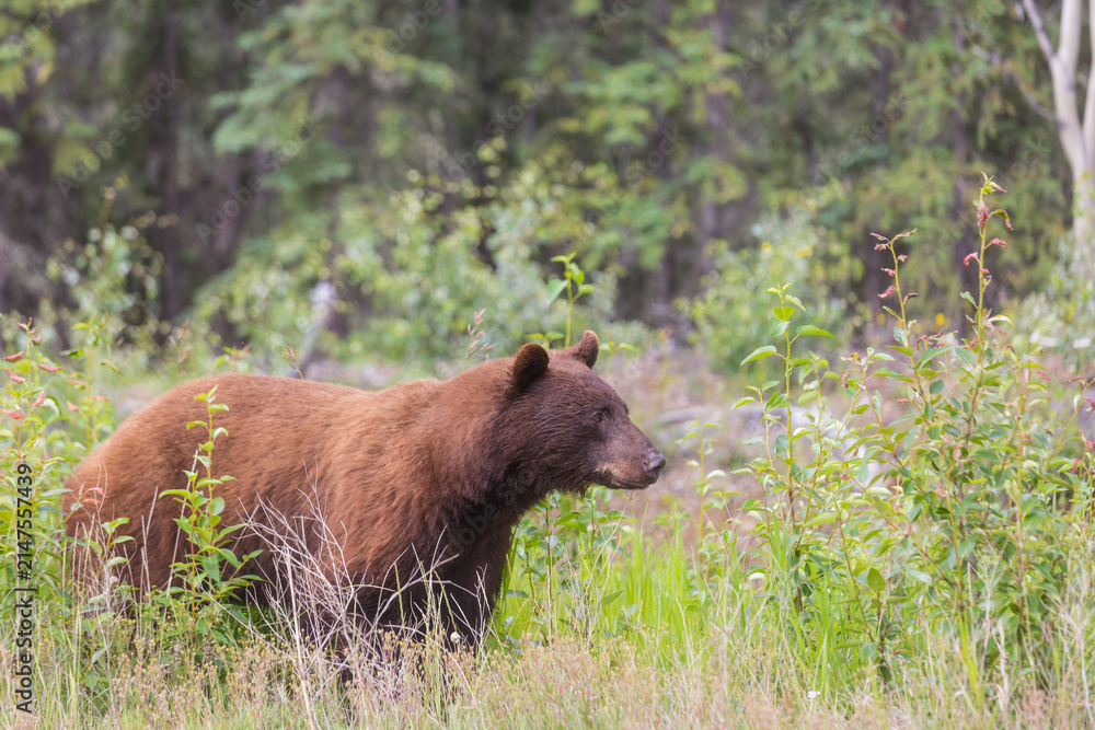 Obraz premium Grizzly bear