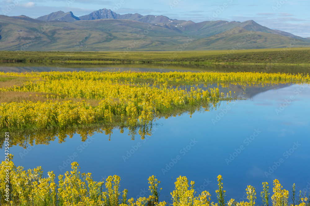 Obraz premium Lake in tundra