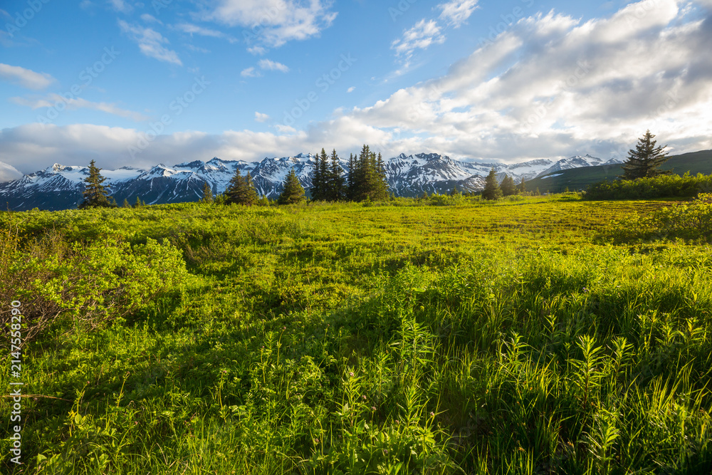 Obraz premium Mountains meadow