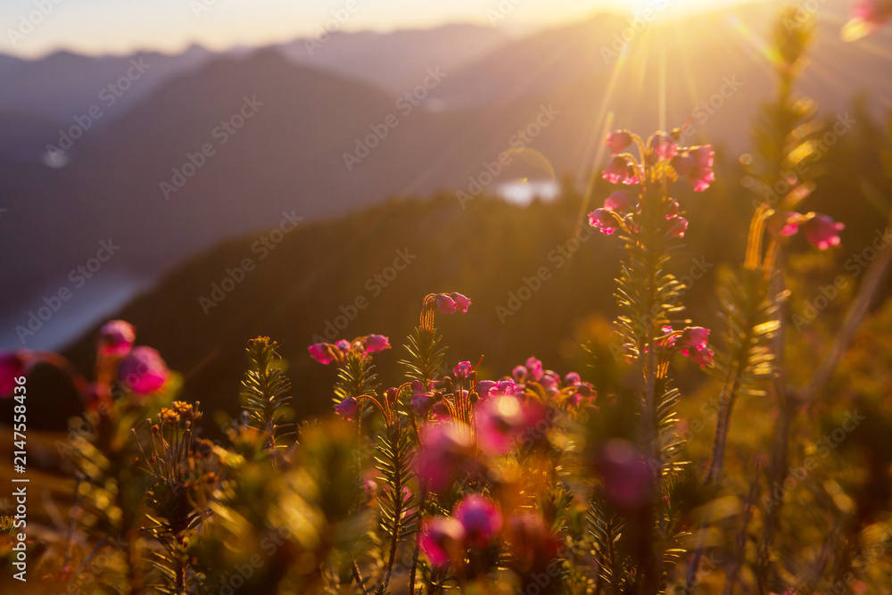 Obraz premium Sunny meadow