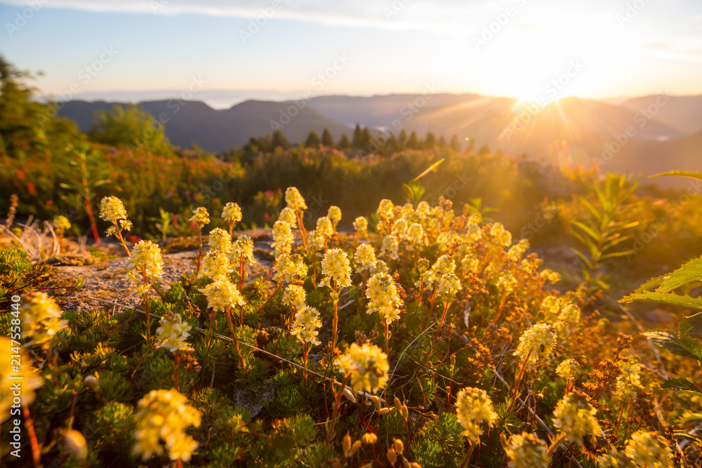 Obraz premium Sunny meadow