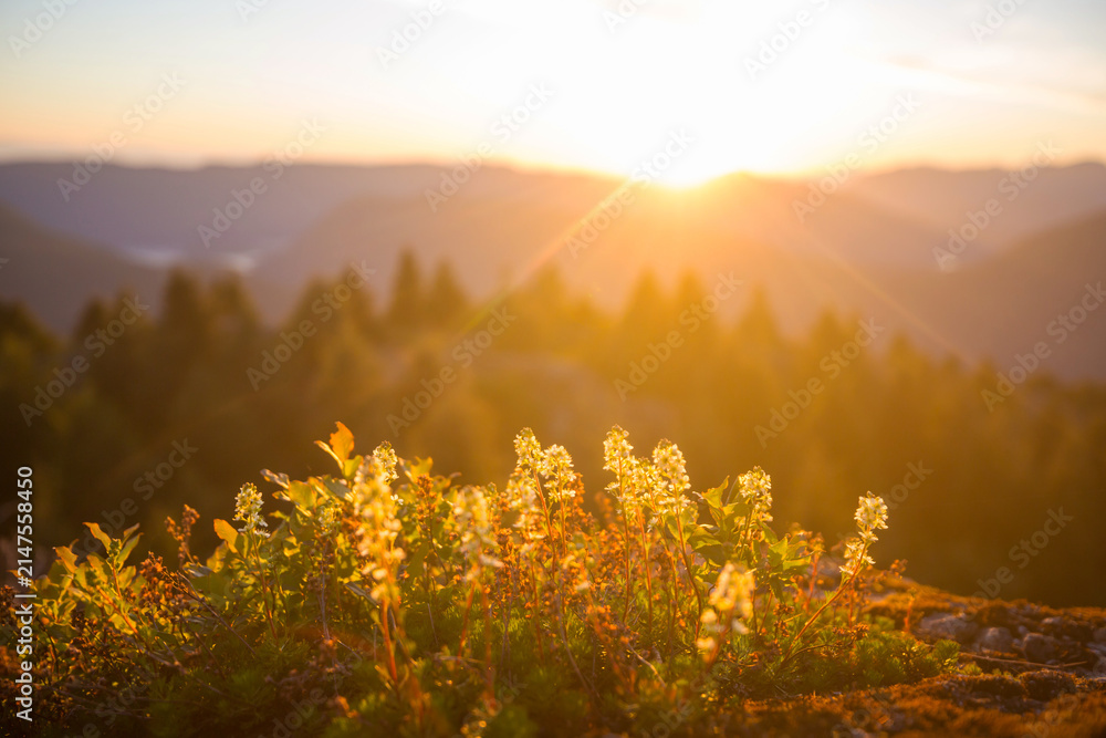 Obraz premium Sunny meadow