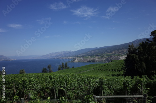 Cuadro en lienzo Okanagan Vineyard