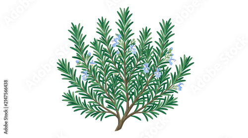 Rosemary herb bush with small blue flowers.