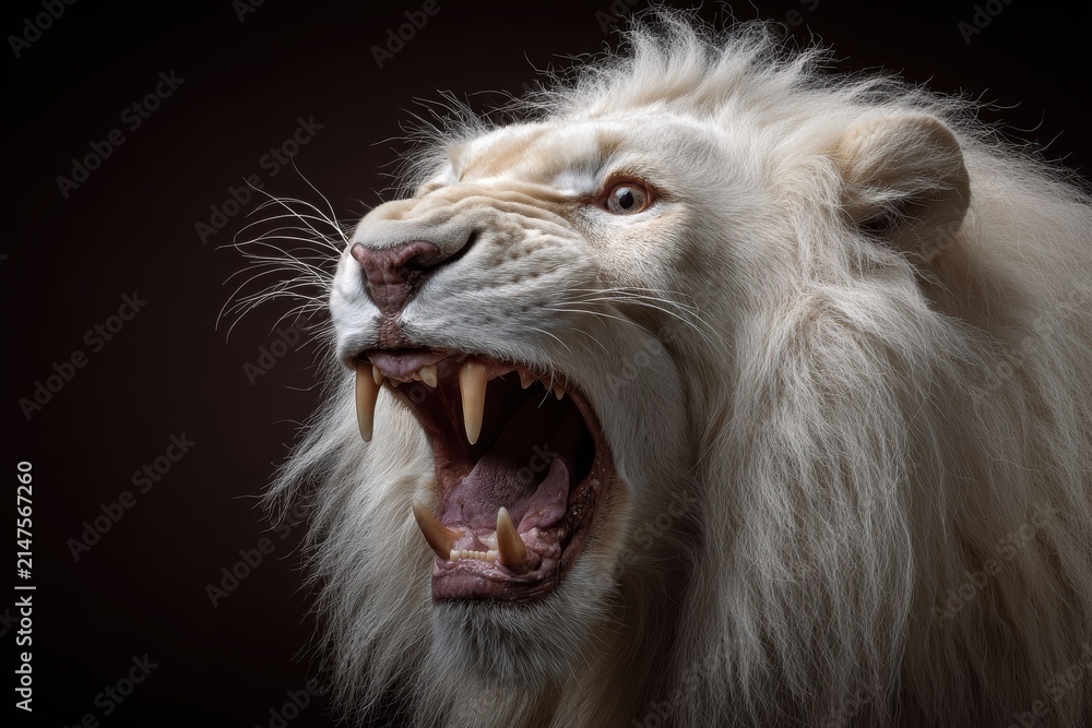 Fototapeta premium A white lion face centered with intense gaze combines strong portrait symmetry with roaring power expression, showing detailed mane texture and dominant animal presence.