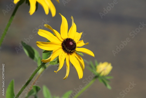 yellow flower on a green background