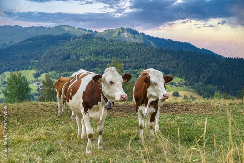 Les Gets in Haute-Savoie, cows grazing in the summer, in the mountains 
