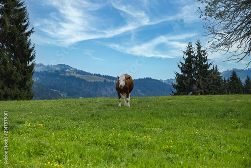 Les Gets in Haute-Savoie, cows grazing in the summer, in the mountains 
