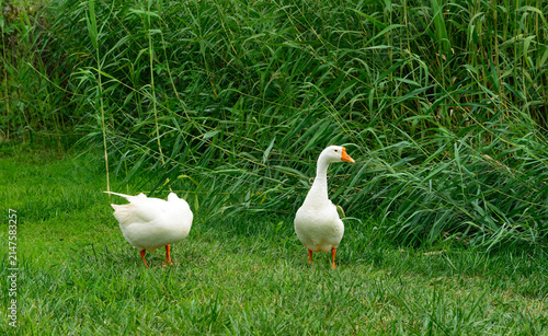 Two white domestic geese walking on green grass