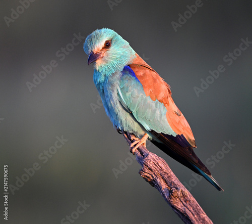 Картината върху платно a beautiful european blue roller in the wild