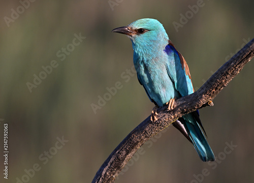 фотографія a beautiful european blue roller in the wild