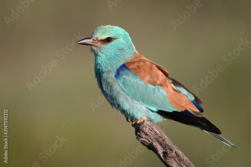Foto a european roller with beautiful blue colors