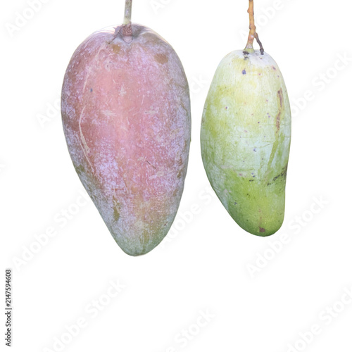 Two mangoes hanging on a branch with natural light and selective focus
