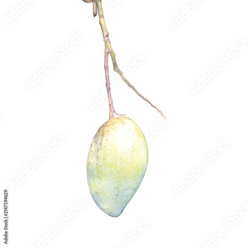 Single unripe mango fruit hanging on a thin branch during daylight with soft lighting