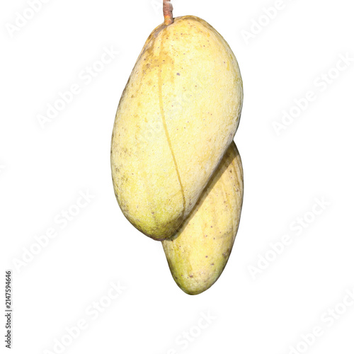 Two ripe mangoes hanging from a stem against a bright studio light
