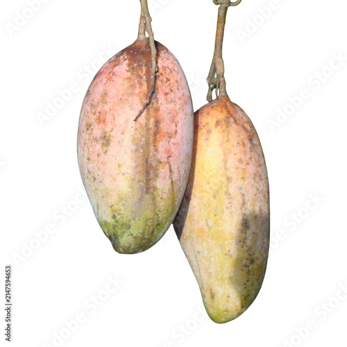 Two unripe mangoes hanging from a branch with soft natural light and selective focus