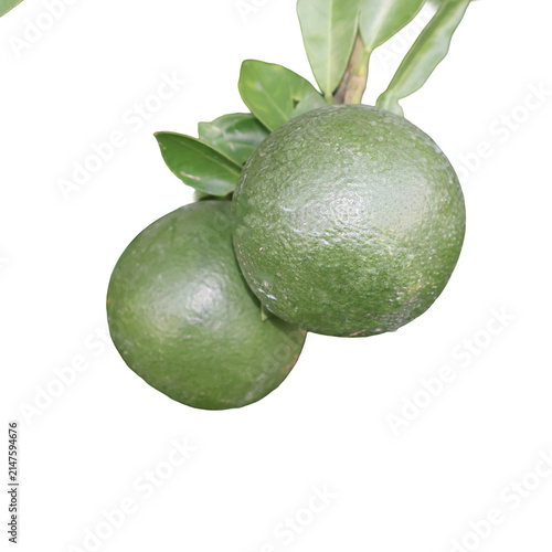 Unripe green citrus fruits on a branch with leaves isolated during daylight