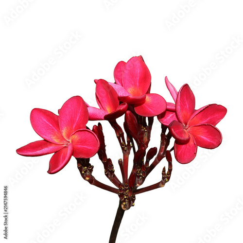 Vibrant pink plumeria blossoms against soft diffused light conceptualizing tropical flora vitality