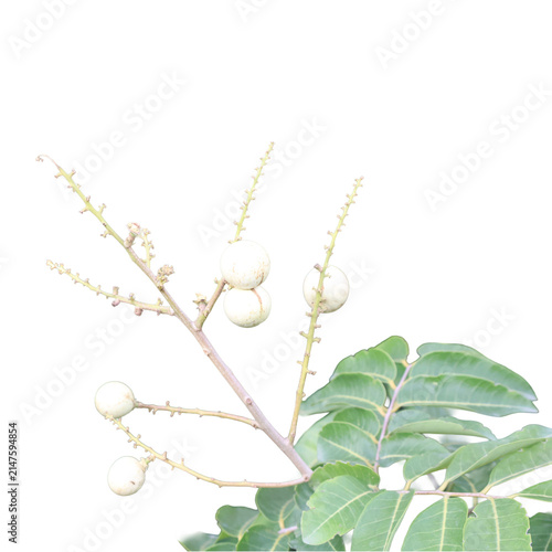 Young longan fruit cluster on branch with leaves against bright sky concept for healthy eating