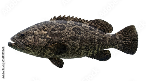 Dark patterned grouper fish isolated on transparent background, ideal for marine biology and fishing themes.
