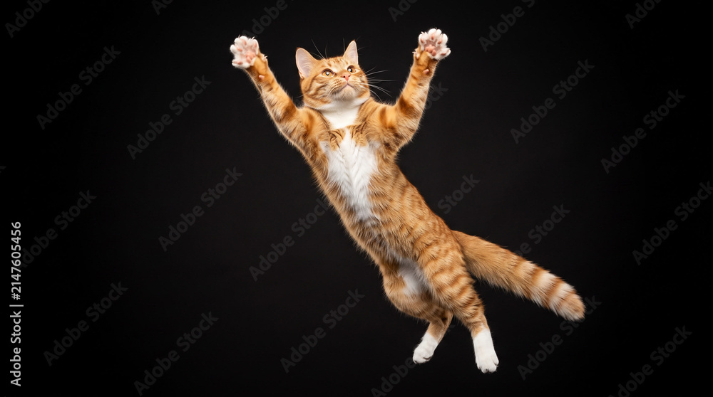 Fototapeta premium Ginger tabby cat jumping against black background.