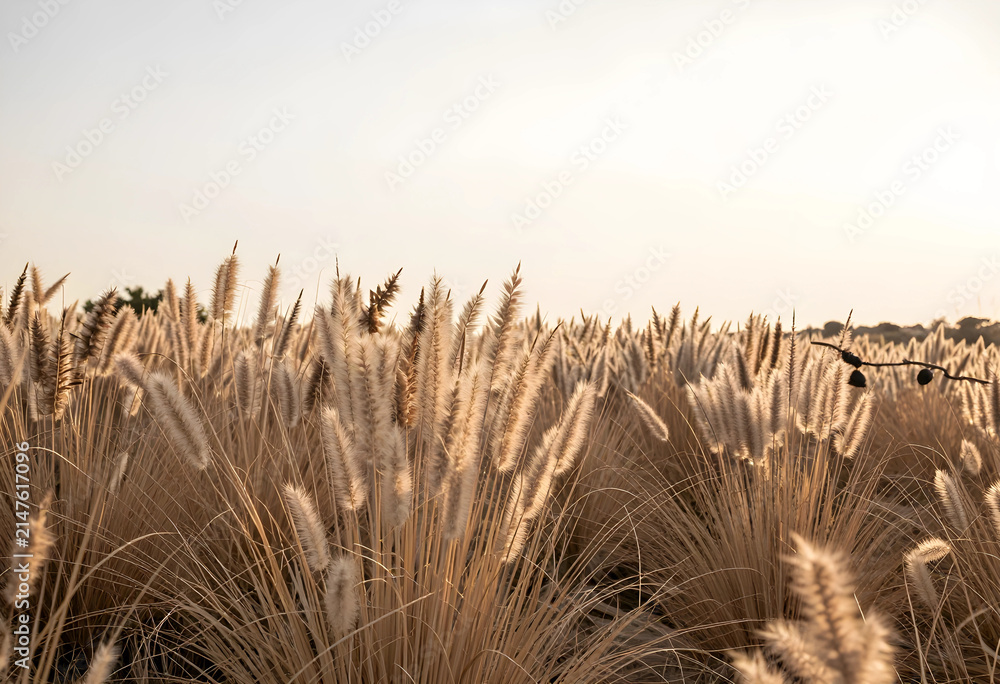 Obraz premium Golden pampas grass field at sunset, natural landscape with warm light and soft textures, outdoor environment