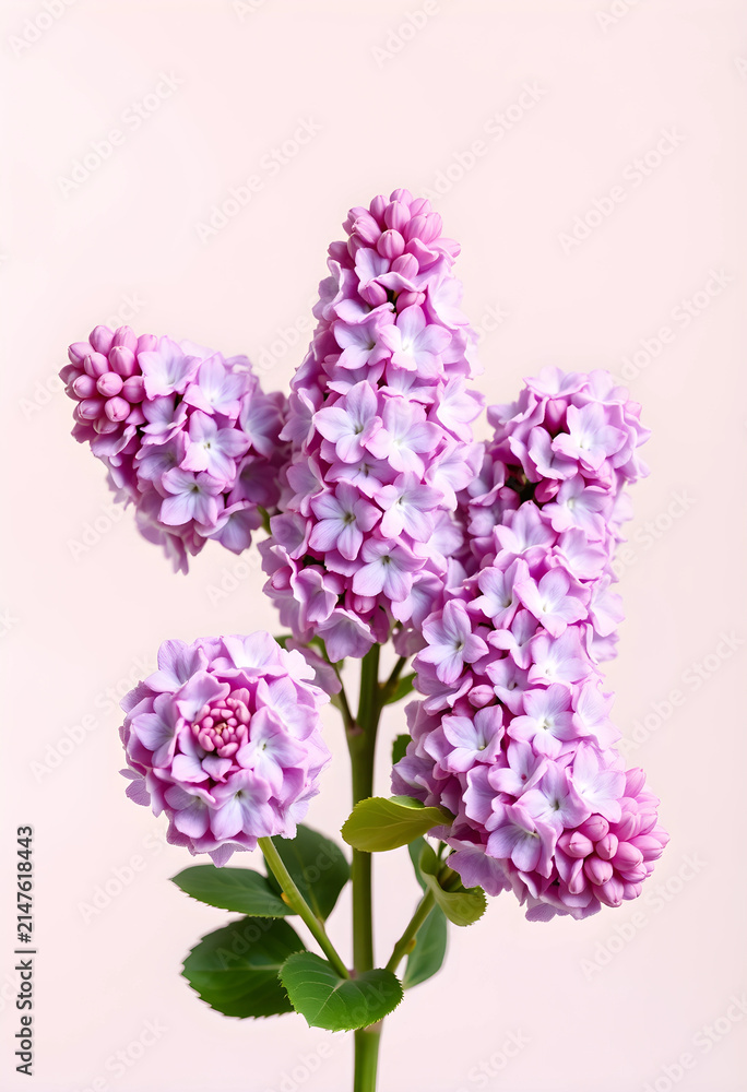Obraz premium Fresh purple lilac flowers with green leaves, spring bloom and floral beauty, isolated on a light pink background