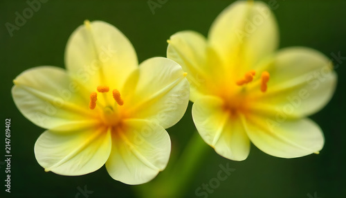 Macro Close-Up of Pale Yellow Flowers with Vibrant Orange Centers
