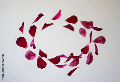 Scattered magenta flower pe...