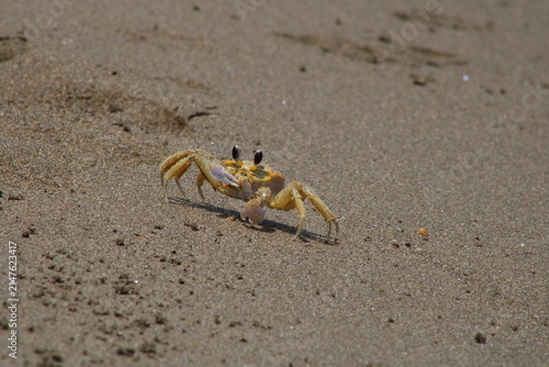 Fotografie crab on the beach