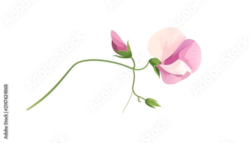 Delicate pink orchid flower in bloom.