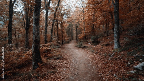 Winding forest path through autumn trees covered in fallen leaves
