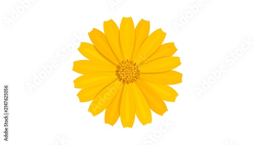 Bright yellow sunflower bloom closeup isolated.