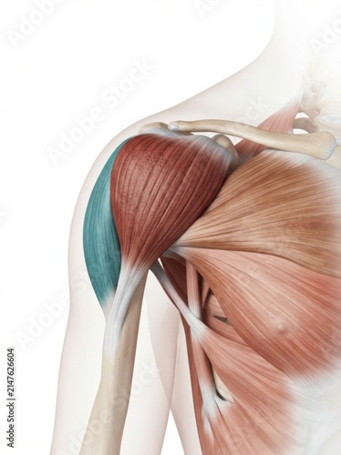 Картината върху платно Illustration shows shoulder muscles, highlighting three portions relevant to sports injuries and physiology in athletic performance