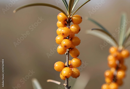 Bright orange sea buckthorn...