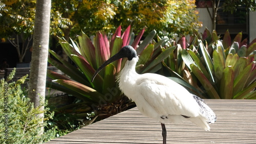 Foto white crowned crane