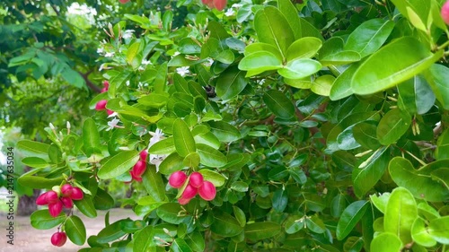 Red Carissa Carandas Fruit