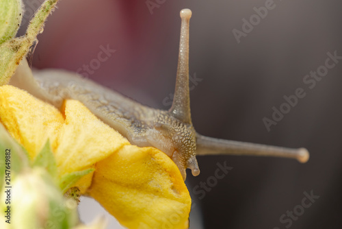 Obraz na płótnie Macro garden snail Cornu aspersum on a yellow flower