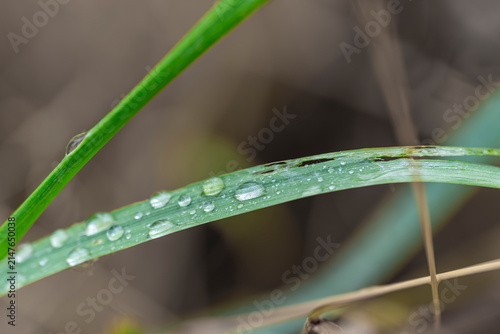 Canvas Print Macro shot of clear rain water drops on a slender green grass blade against soft