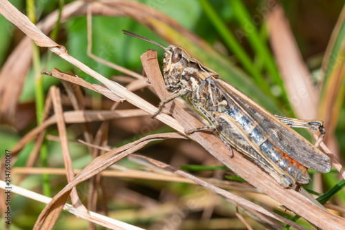 Quadro su tela Macro profile view of a grasshopper resting on a dry grass blade (Acrididae)