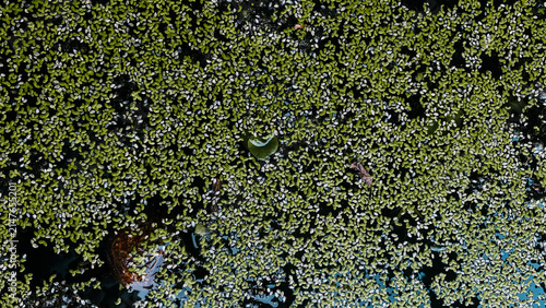 Foto Top view horizontal shot of a dense green duckweed texture covering dark pond water with natural floating debris