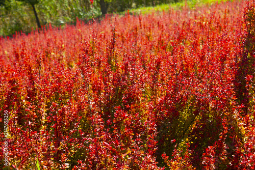This is a close-up of a barberry bush with red leaves.