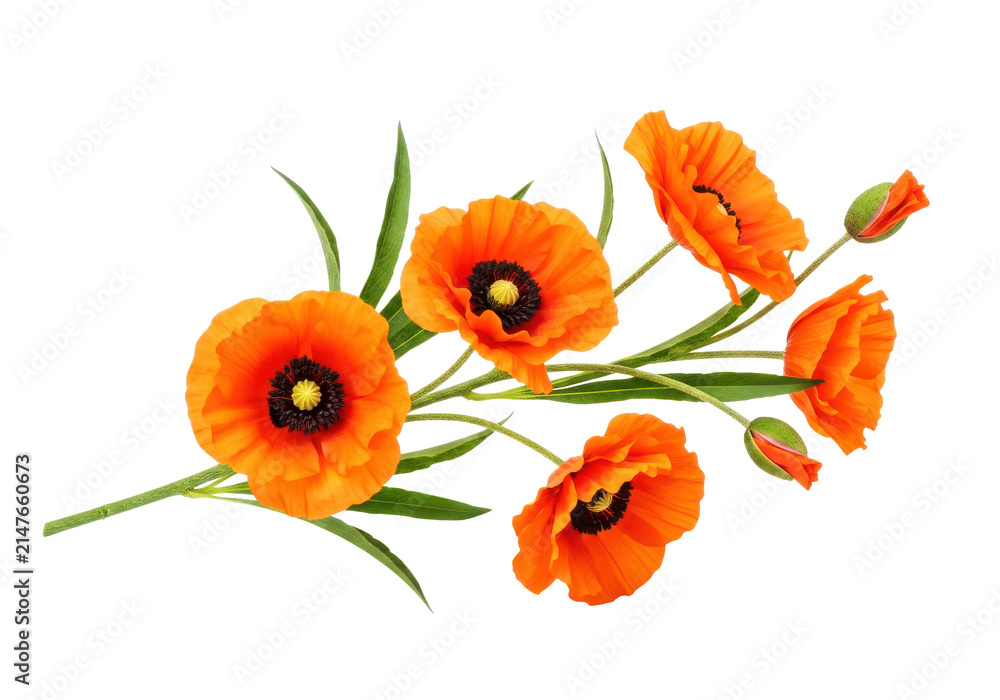 Fototapeta premium Vibrant orange poppies with green leaves and buds on a transparent background, delicate floral elements for design and decoration.