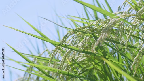 稲　稲穂	