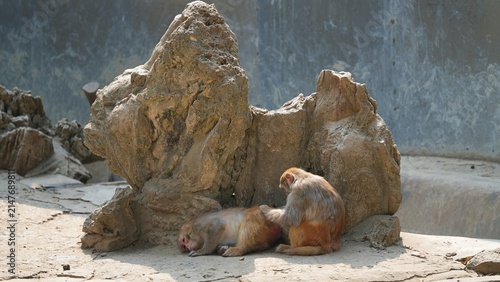 two monkey bonding time near, monkey leisure time in the afternoon, monkey cute moment in the zoo