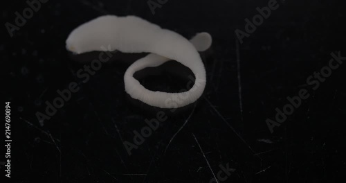 Cestode Larva (Cysticercus) and Strongyloides ratti Parasites in lab.